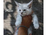 À réserver 5 chatons Maine Coons (LOOF)