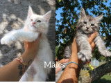 À réserver 5 chatons Maine Coons (LOOF)