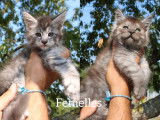 À réserver 5 chatons Maine Coons (LOOF)