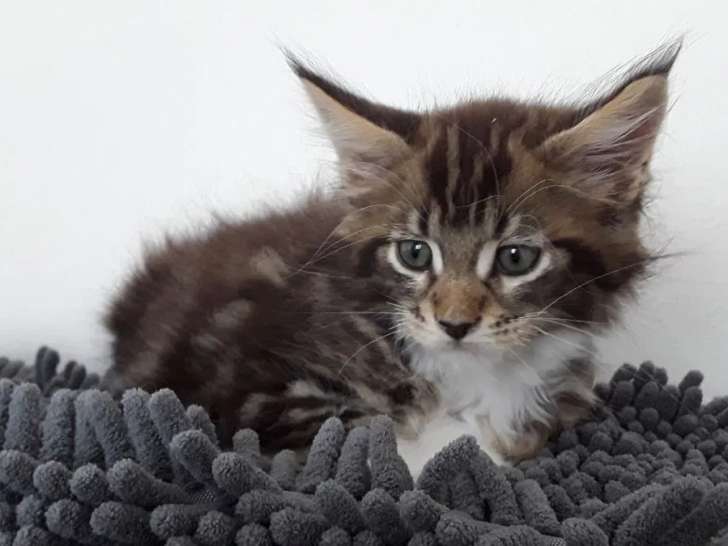 À réserver 1 chaton mâle Maine Coon (LOOF)