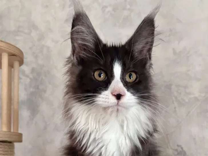 Un chaton mâle Maine Coon black smoke à vendre (LOOF)