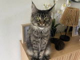 Une chatte Maine Coon LOOF de 2 ans disponible à la vente