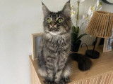 Une chatte Maine Coon LOOF de 2 ans disponible à la vente