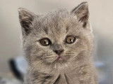 À vendre 3 chatonnes British Shorthair LOOF bleues