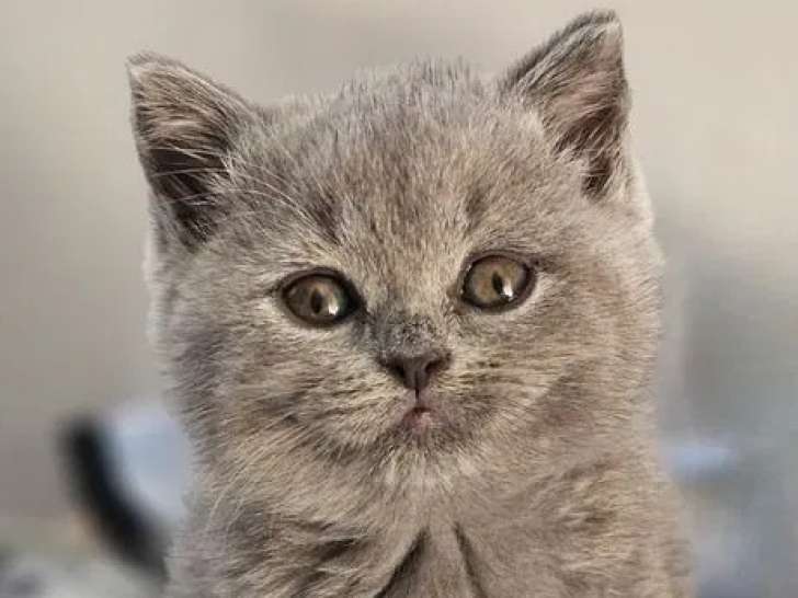À vendre 3 chatonnes British Shorthair LOOF bleues