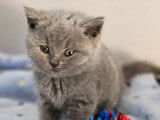 À vendre 3 chatonnes British Shorthair LOOF bleues