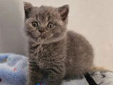 À vendre 3 chatonnes British Shorthair LOOF bleues