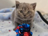 À vendre 3 chatonnes British Shorthair LOOF bleues