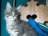 À réserver une chatonne Maine Coon bleu mackerel tabby (LOOF)