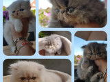 Des chatons Persans disponibles à la vente (LOOF)