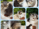 Des chatons Persans disponibles &agrave; la vente (LOOF)
