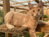 Un chaton mâle Maine Coon crème LOOF à acheter