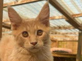 Un chaton mâle Maine Coon crème LOOF à acheter