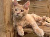 Un chaton mâle Maine Coon crème LOOF à acheter