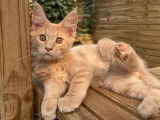 Un chaton mâle Maine Coon crème LOOF à acheter