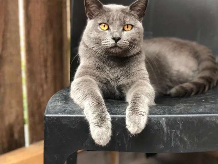 4 chatons Chartreux LOOF disponibles à la réservation