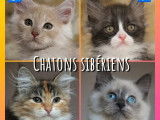 4 chatons Sibériens LOOF à acheter