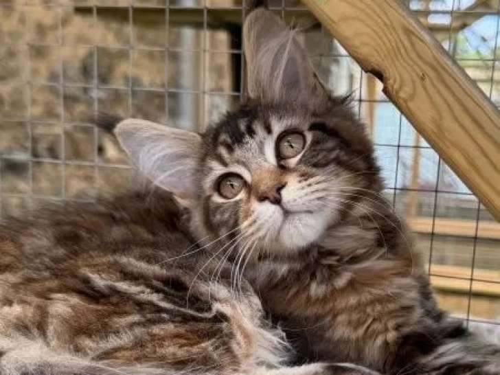 À vendre une chatonne Maine Coon LOOF brown tortie
