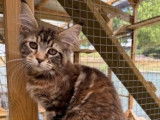 À vendre une chatonne Maine Coon LOOF brown tortie