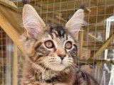 À vendre une chatonne Maine Coon LOOF brown tortie