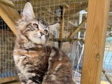 À vendre une chatonne Maine Coon LOOF brown tortie