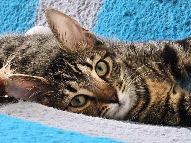 Liny, chatonne tigrée née en avril 2025 à adopter en association