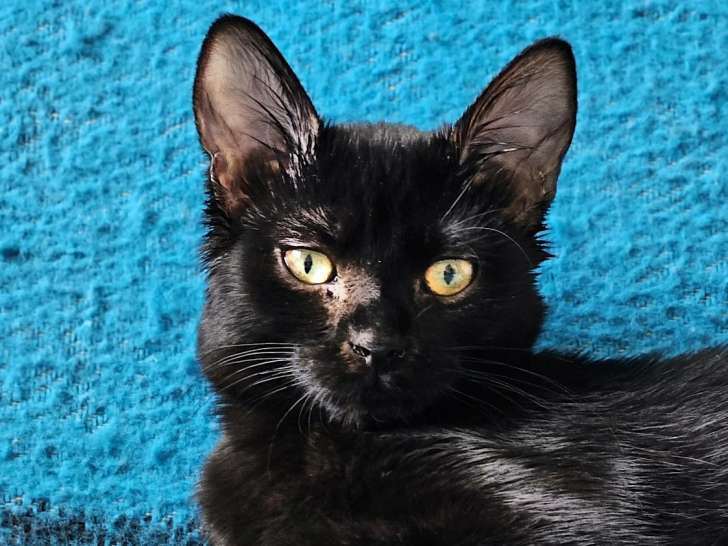 Mia, chatonne née en avril 2025, à l'adoption en association