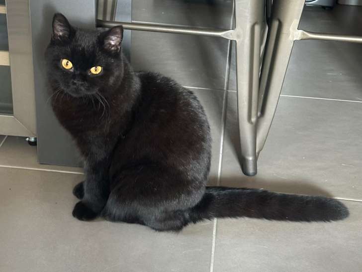 Chat mâle British Shorthair à vendre