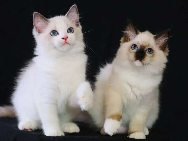 2 chatons Ragdolls disponibles à la vente (LOOF)