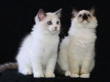 2 chatons Ragdolls disponibles à la vente (LOOF)