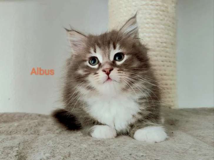 À réserver, 2 chatons mâles Sibériens (LOOF)