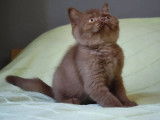 1 chaton femelle British Shorthair disponible à l’achat (LOOF)