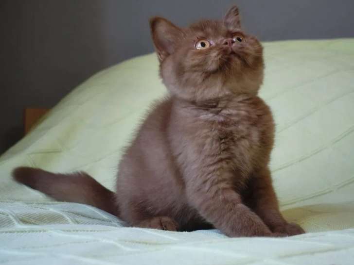 1 chaton femelle British Shorthair disponible à l’achat (LOOF)