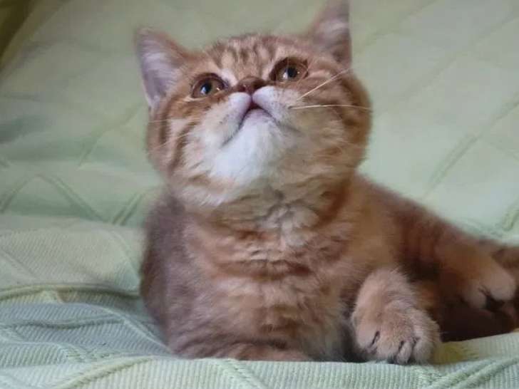 1 chatonne British Longhair à réserver (LOOF)