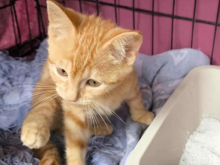 Chaton femelle roux disponible à l’adoption