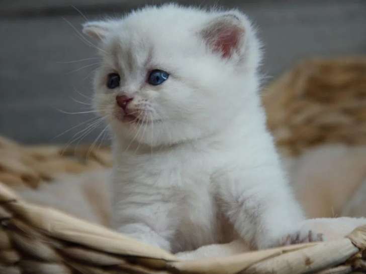 Chaton mâle British Shorthair LOOF disponible à la réservation