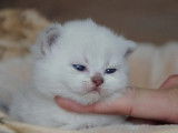Chaton mâle British Shorthair LOOF disponible à la réservation