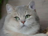 Chaton mâle British Shorthair LOOF disponible à la réservation