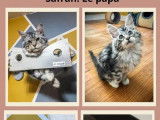 3 chatons Maine Coons LOOF à réserver