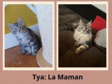 3 chatons Maine Coons LOOF à réserver