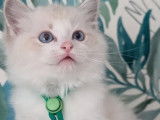 3 chatons Ragdoll à réserver LOOF