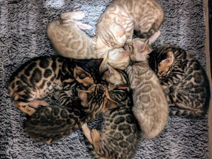 À vendre, 5 chatons Bengal (LOOF)