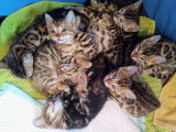À vendre, 5 chatons Bengal (LOOF)
