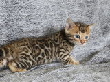 À vendre, 5 chatons Bengal (LOOF)
