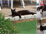 Chat de 3 ans à adopter