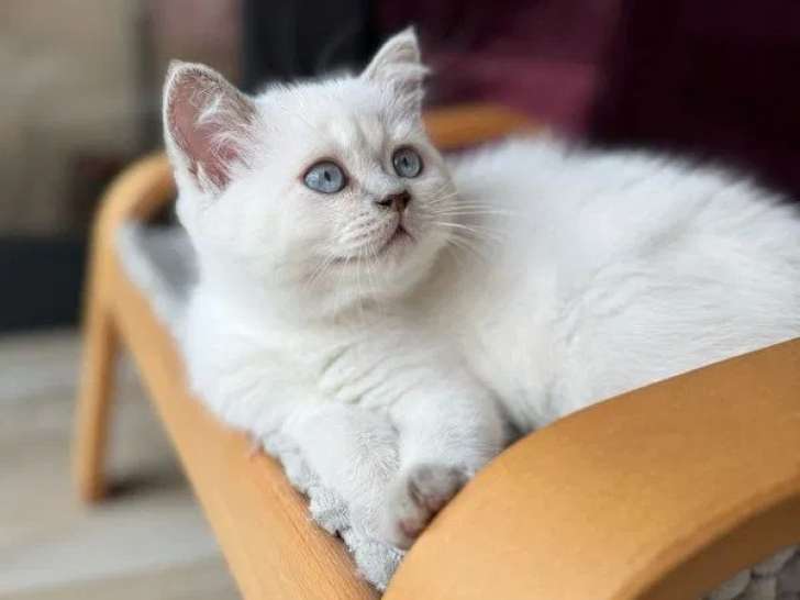 À vendre, 1 chaton British Shorthair mâle (LOOF)
