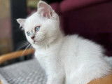 À vendre, 1 chaton British Shorthair mâle (LOOF)