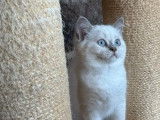 À vendre, 1 chaton British Shorthair mâle (LOOF)
