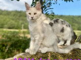 1 chaton mâle Maine Coon black silver shaded à vendre (LOOF)