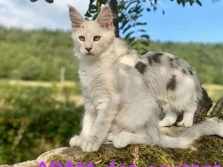 1 chaton mâle Maine Coon black silver shaded à vendre (LOOF)